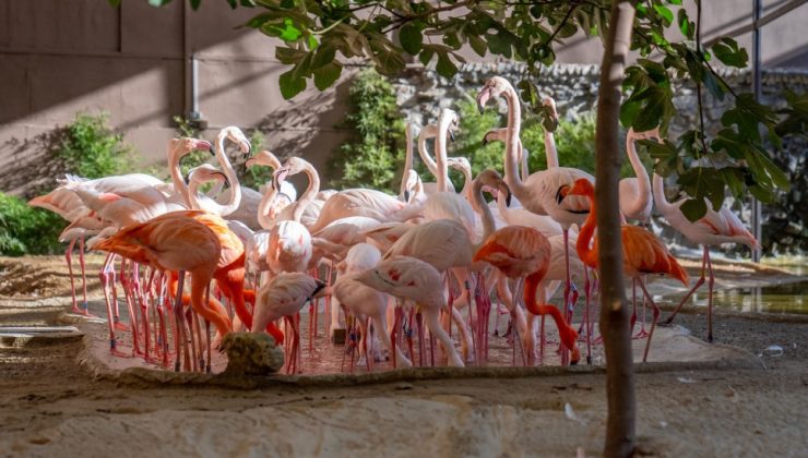 Dünya Flamingo Günü Kutlanıyor