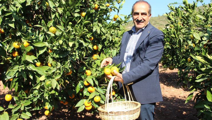 İhracatçı istedi, TARSİM mandalinanın sigorta bedelini artırdı