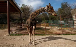 Gaziantep Doğal Yaşam Parkı’nın Simgesi Zürafa “Şakir” Yaşamını Yitirdi