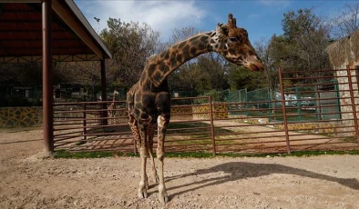 Gaziantep Doğal Yaşam Parkı’nın Simgesi Zürafa “Şakir” Yaşamını Yitirdi