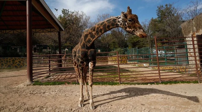 Gaziantep Doğal Yaşam Parkı’nın Simgesi Zürafa “Şakir” Yaşamını Yitirdi