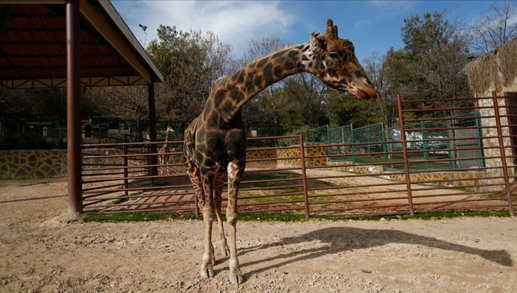 Gaziantep Doğal Yaşam Parkı’nın Simgesi Zürafa “Şakir” Yaşamını Yitirdi