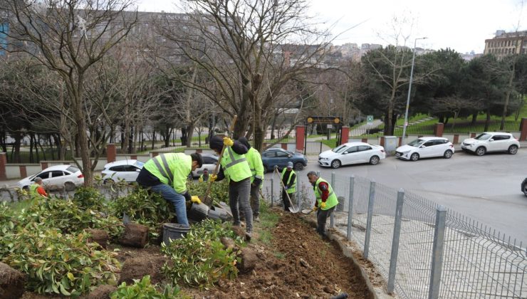 KÂĞITHANE’DE YEŞİL ALANLARDA BAKIM VE DÜZENLEME ÇALIŞMALARI SÜRÜYOR