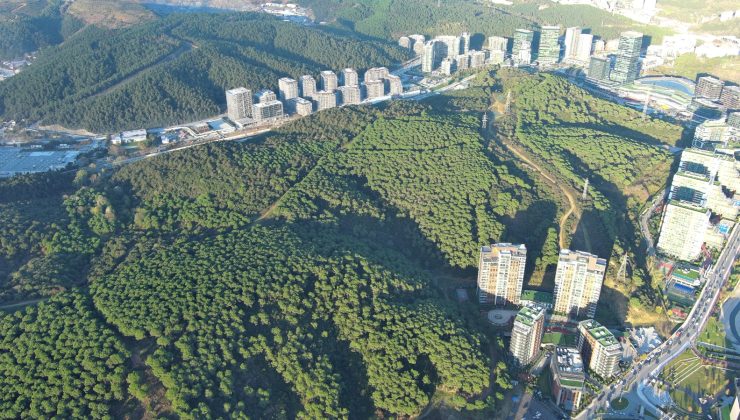 KÂĞITHANE ORMAN ŞEHRİ OLDU: YEŞİL VİZYONLA BÜYÜYEN İLÇE