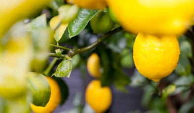 Türk Limonu Dünyada Değer Kazanıyor: İhracatta 500 Milyon Dolar Hedefi