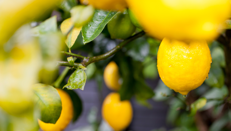Türk Limonu Dünyada Değer Kazanıyor: İhracatta 500 Milyon Dolar Hedefi